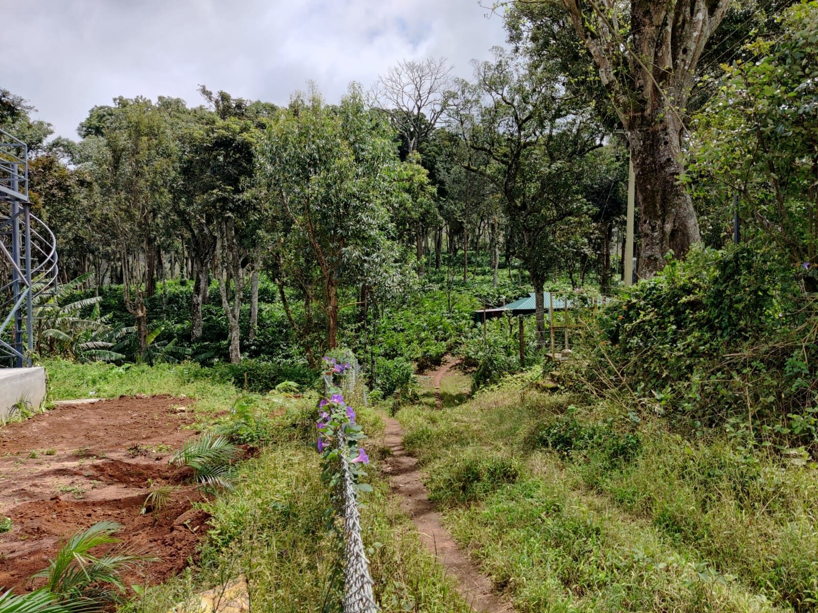 Forest and plantation land behind the homestay